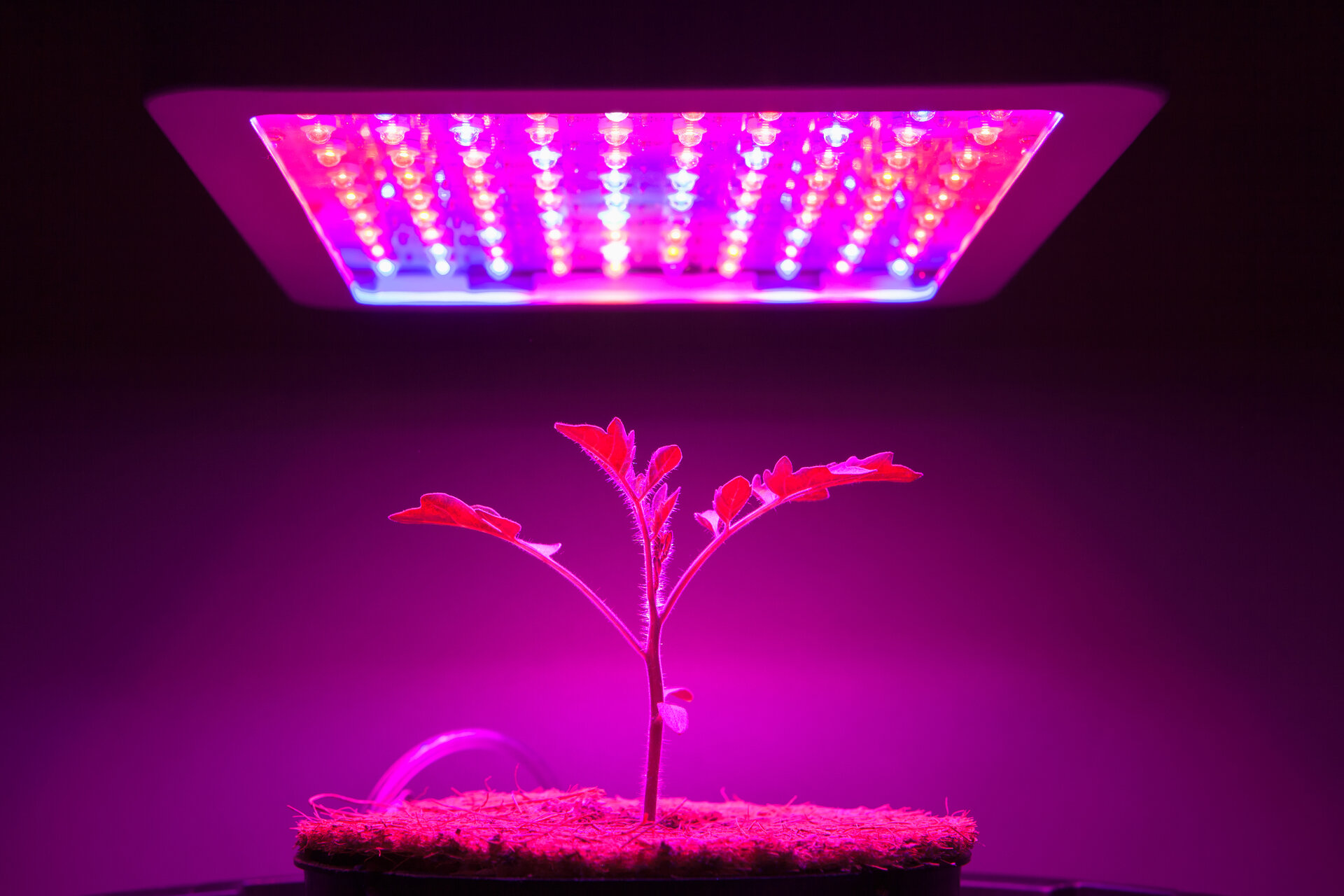 Junge Tomatenpflanze wächst unter LED-Wachstumslicht in Homebox
