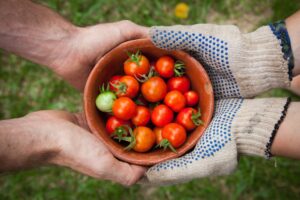 Tomaten aus Eigenanbau aus der Homebox